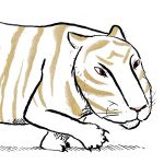 Tiger and Exotic pets