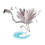 flamingos, Flamingo, picky eater, and birds
