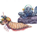 undersea adventure